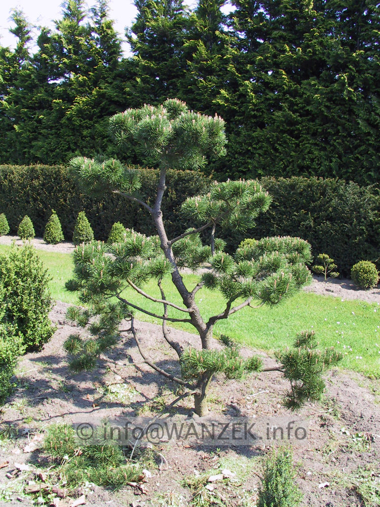 Pinus mugo - Bonsai5.JPG